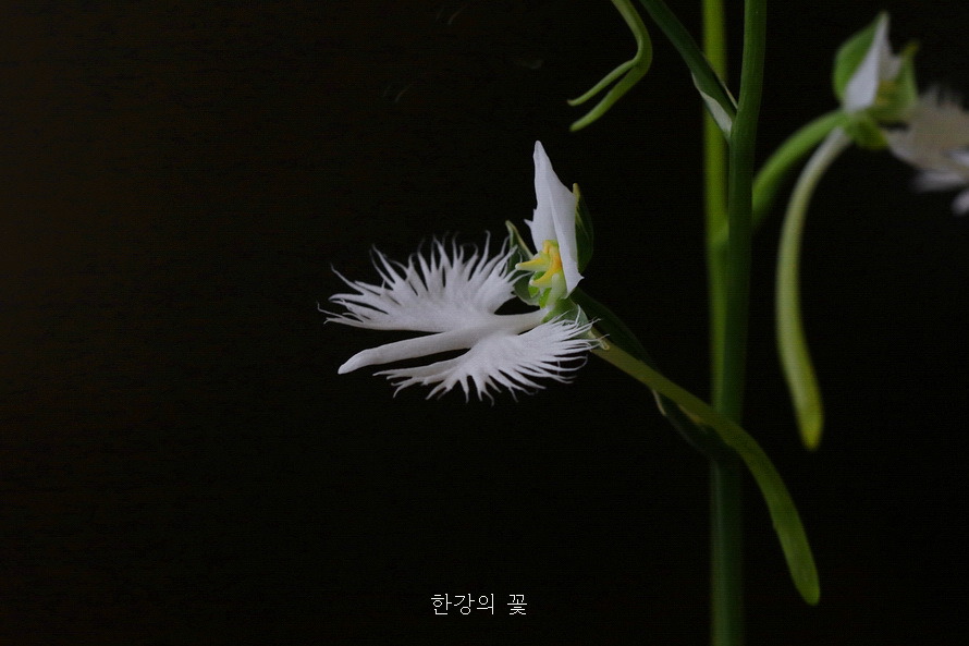 해오라비난초