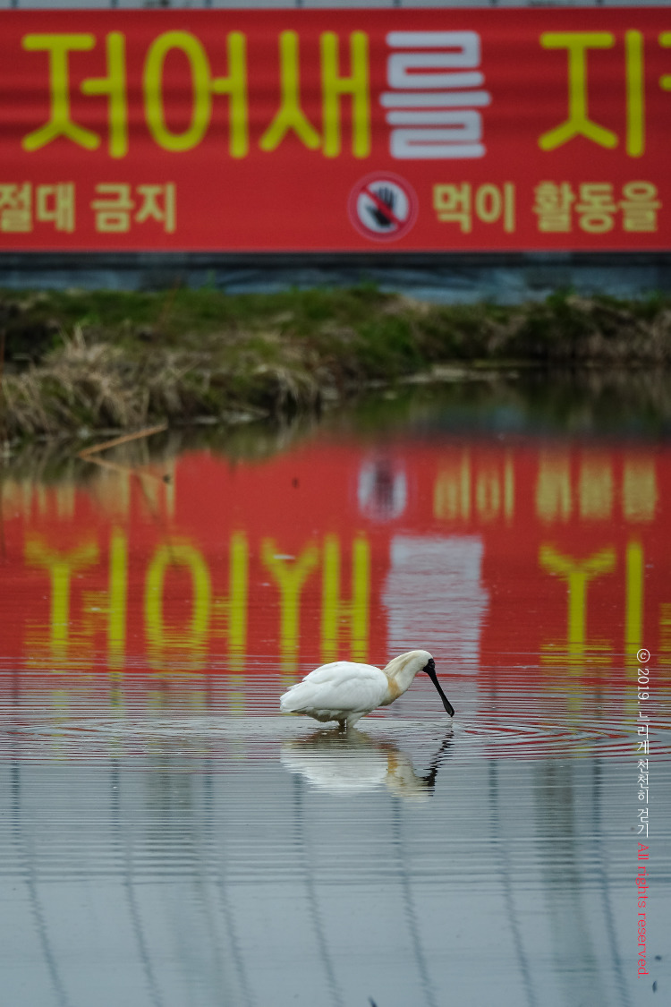 저어새를 다시 보고 왔습니다.