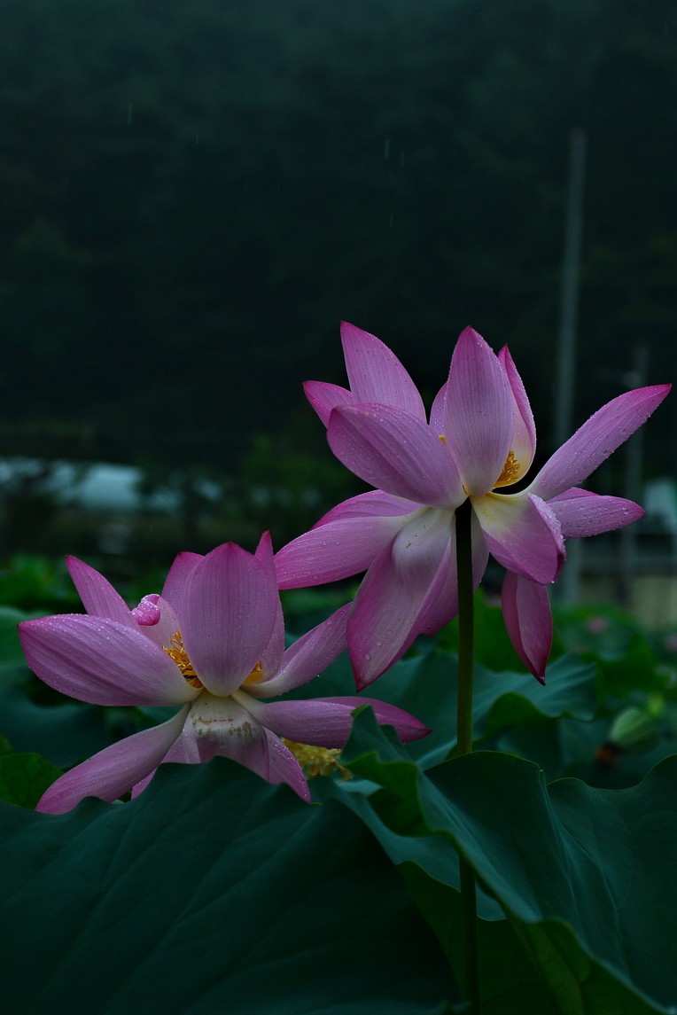 서오리 이미지