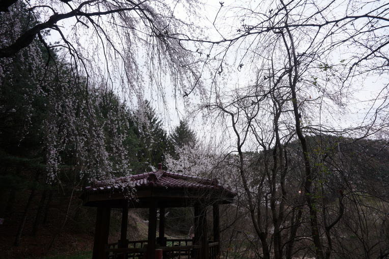 비룡지. 구(舊)경찰대학교. 용인시(龍仁市)
