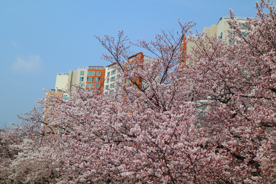 진해벚꽃명소인 경화역