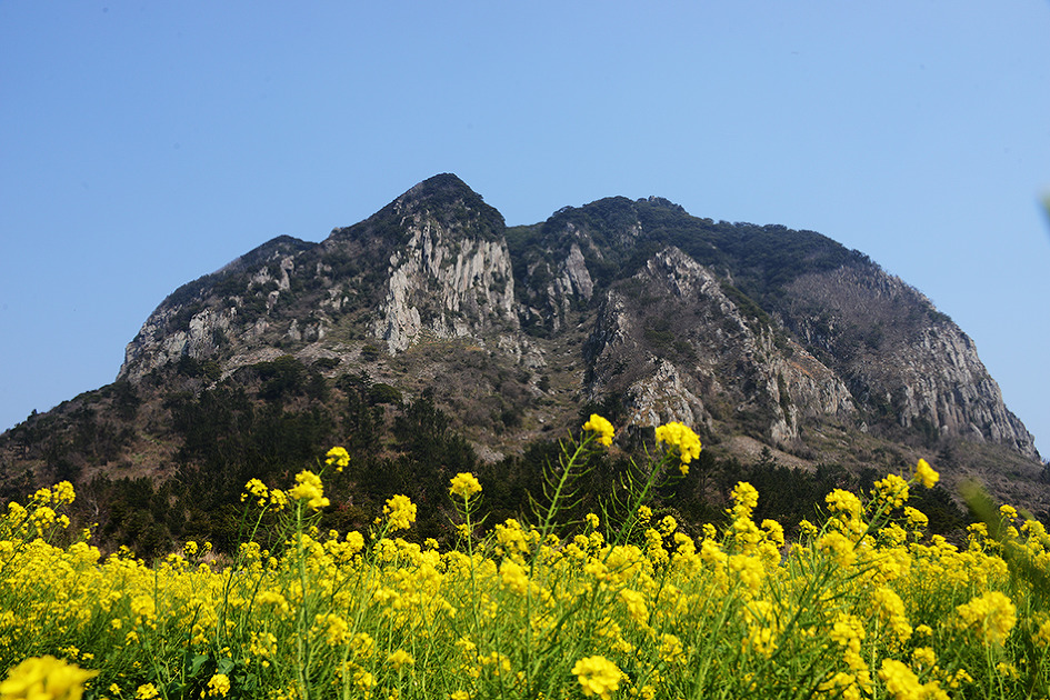 산방산의 봄