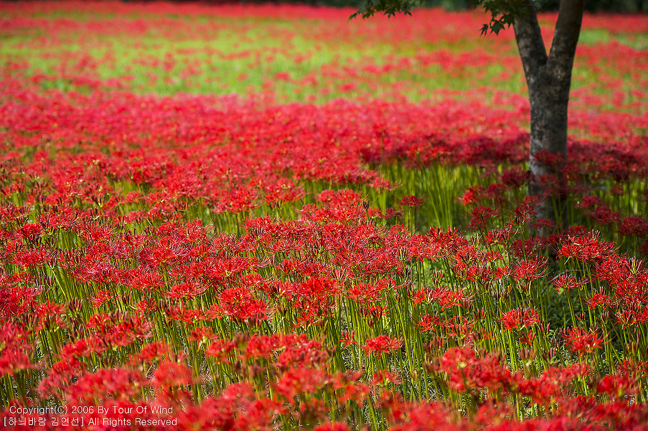 붉은 빛으로 흔들리며 오는 남도의 가을-고창 선운사 꽃무릇