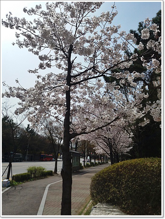 우리동네도 꽃동산