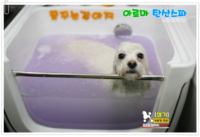 비숑프리제 아로마 탄산스파 : 대전 애견미용