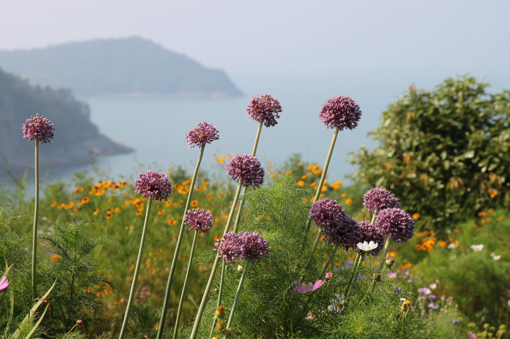 쑥섬(애도)의 꽃들
