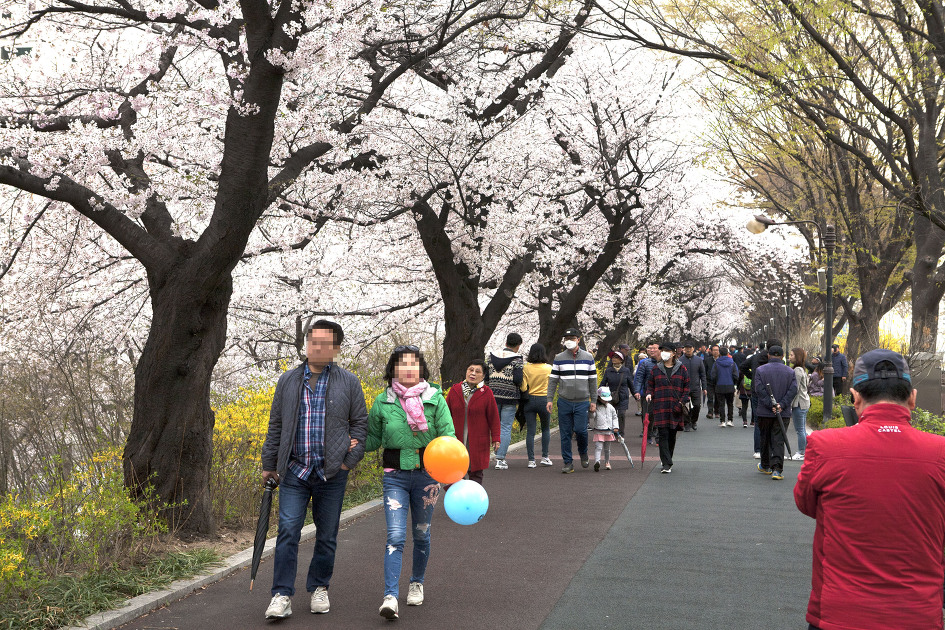 2019동대문봄꽃축제