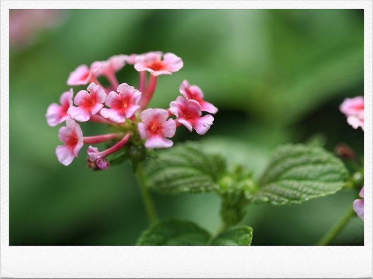 물속의 고기도 나와서 듣는다는 고사성어 유어출청(流魚出聽)