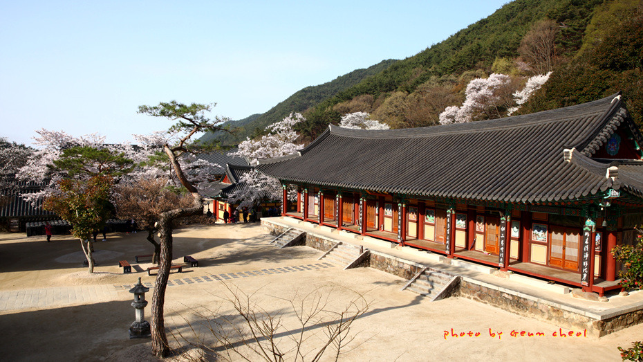 화엄사 홍매/벚꽃