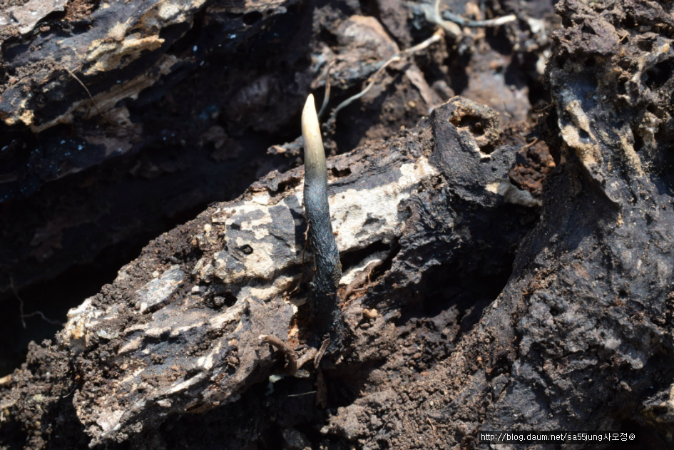 콩꼬투리버섯 Xylaria hypoxylon カノツノタケ