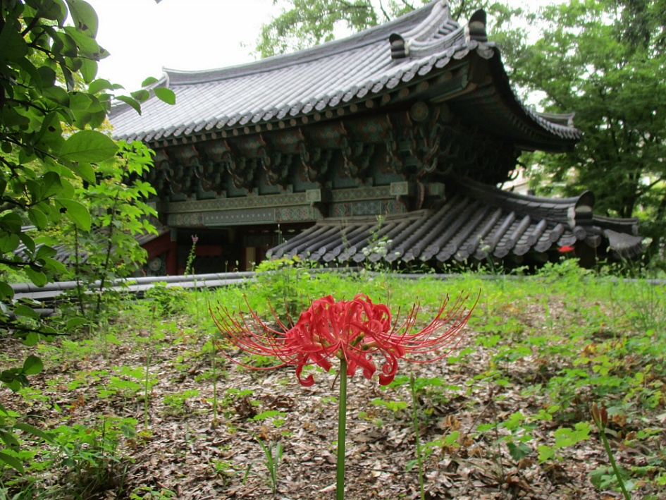 꽃무릇 (석산)한송이