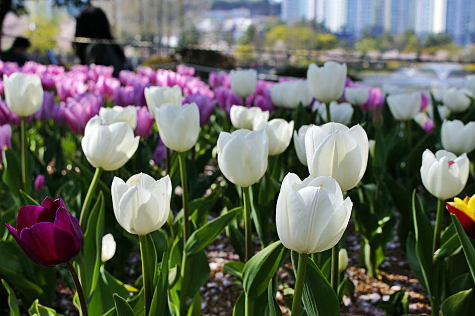 ♣♬ 김해시 연지공원 돌아보기[20190404]♪♣