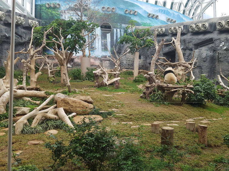[마카오 Macao 澳门 여행] Giant Panda Pavilion 자이언트 판다 파빌리온