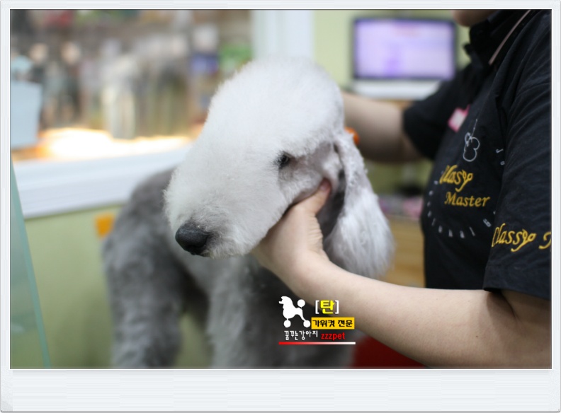 대전 베들링턴 테리어(Bedlington Terrier) 애견미용 #꿈꾸는강아지
